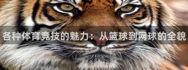 yy易游官方正版app代理